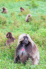 Ethiopia. North Gondar. Simien Mountains National Park. Lone male Gelada baboon.