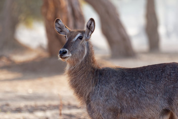 Waterbuck - Kobus ellipsiprymnus  large antelope found widely in sub-Saharan Africa. It is placed...