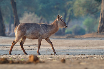 Naklejka na ściany i meble Waterbuck - Kobus ellipsiprymnus large antelope found widely in sub-Saharan Africa. It is placed in the genus Kobus of the family Bovidae