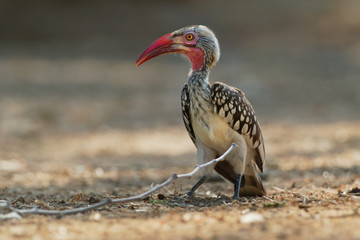 Southern Red-billed Hornbill - Tockus erythrorhynchus rufirostris  family Bucerotidae, which is native to the savannas and dryer bushlands of southern Africa