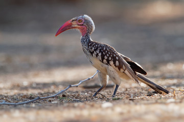 Southern Red-billed Hornbill - Tockus erythrorhynchus rufirostris  family Bucerotidae, which is...
