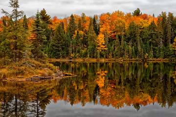 Autumn In Algonquin Park