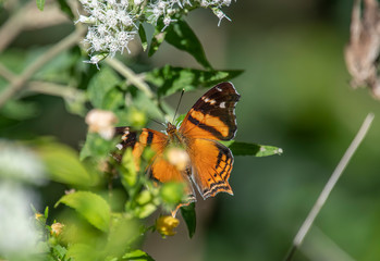 butterfly on flower