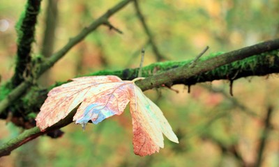 single leaf on a tree trunk in late autumn