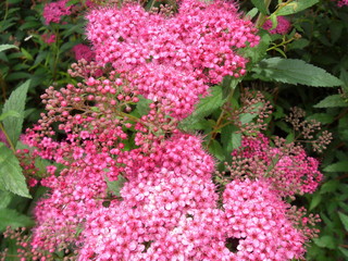  Pink flowers in spiraea japanese inflorescence. Background texture