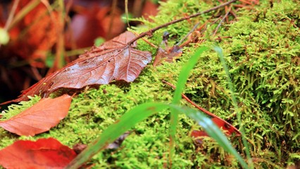 single leaf on a tree trunk in late autumn