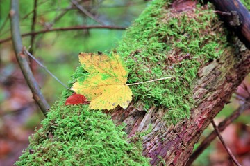 single leaf on a tree trunk in late autumn