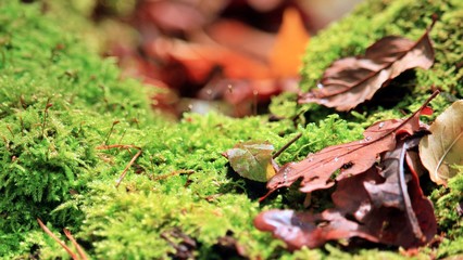 single leaf on a tree trunk in late autumn