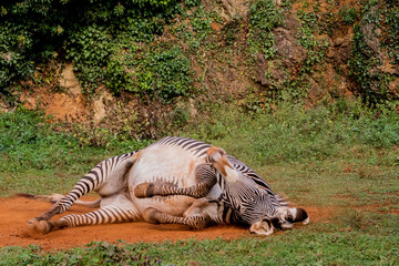 Obraz na płótnie Canvas a zebra enjoying in its territory
