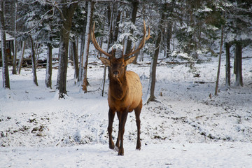 Naklejka na ściany i meble Male elk in the woods on a snowy day