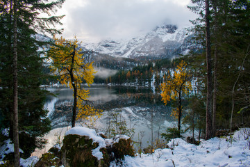 A spray of yellow in a view of Lake Tovel