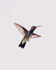 hummingbird in flight