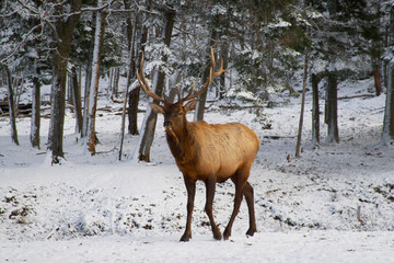 Naklejka na ściany i meble Deer in the snowy woods
