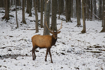 Deer in the snowy woods