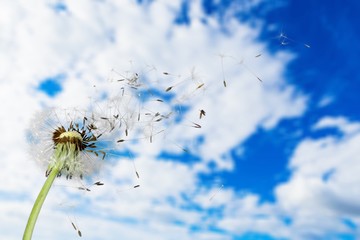 Flying dandelion seeds isolated over white