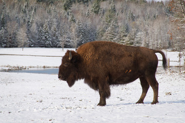 Male American Field Buffalo in a snowy landscape