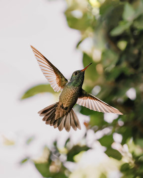 hummingbird in flight
