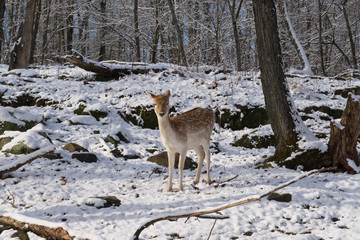 Deer in the snowy woods
