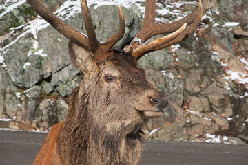 Profile of a male elk