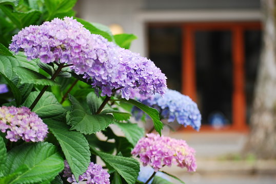 191 Best 紫丁香花images Stock Photos Vectors Adobe Stock 191 Best 紫丁香花images Stock Photos Vectors Adobe Stock