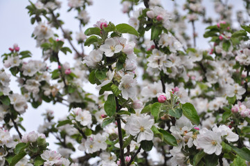 In the spring in the orchard, an apple-tree blossoms.