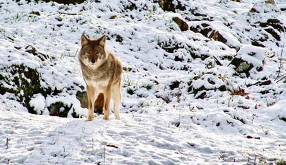 A lone coyote in the snow woods