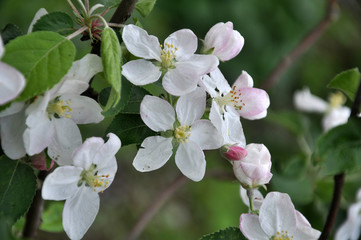 In the spring in the orchard, an apple-tree blossoms.