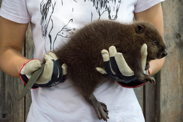 Young beaver in hands © Jarek