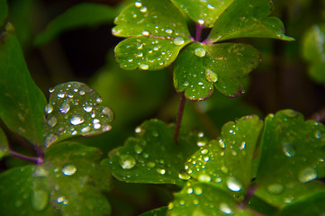 Leaves of aquilegia in the fall in the garden.