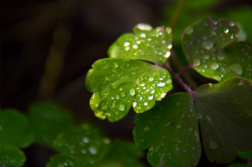 Leaves of aquilegia in the fall in the garden.