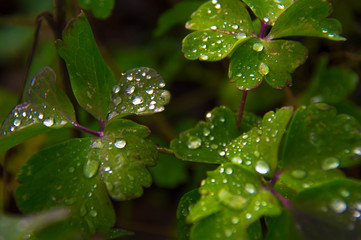 Leaves of aquilegia in the fall in the garden.