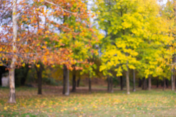 Autumn comes on glowing blurry background 