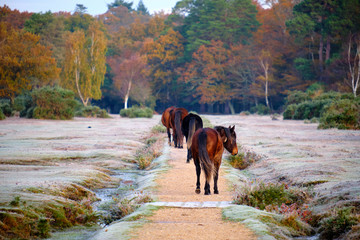On a frosty autumn morning in New Forest just outside the village of Brockenhurst. Four brown Ponies walking away on path towards fall coloured tree forest - obrazy, fototapety, plakaty