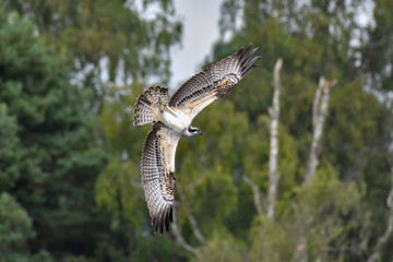 Swooping osprey juvenile