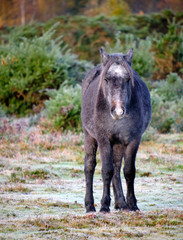 On a frosty autumn morning in New Forest just outside the village of Brockenhurst. Young Black Pony facing the camera standing on the frosted ground, lit up by early morning sunshine. 
