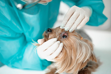 Veterinarian cleans the dog's eyes to the Yorkshire Terrier.