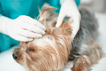 Veterinarian cleans the dog's ears to the Yorkshire Terrier.