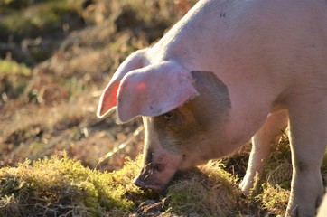 Norwegian pig looking for food in the ground outside norwegian farm at autumn time