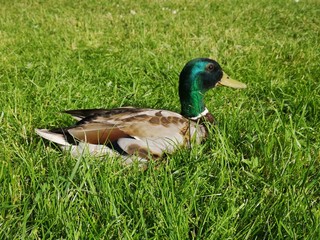 duck in the grass in sweden