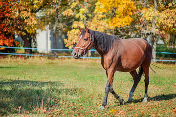 Beautiful graceful horse, closeup portrait close-up. Horse on the farm.