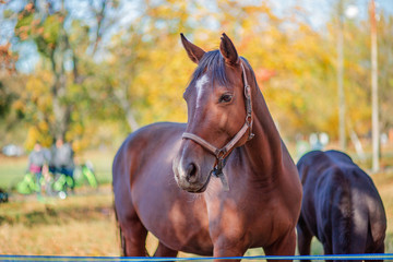 Mother horse and her little foal, closeup portrait close-up.
