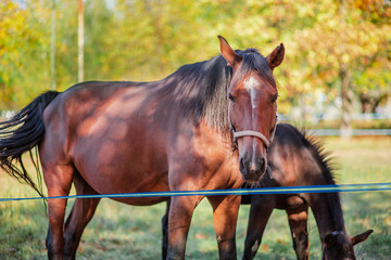 Mother horse and her little foal, closeup portrait close-up.