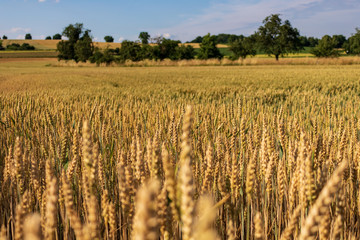 golden wheat field close up with trees and sky in the background