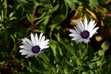 Couple of pretty white daisies