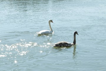 jungschwan und altvogel auf dem inn in passau