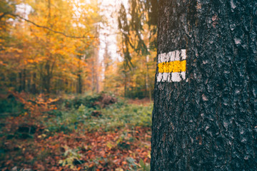 Footpath way marker in coniferous forest, Saxony, Germany