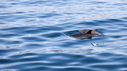 Fototapeta premium Two dolphins of the shores of California