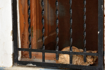 sleeping cat behind the window fence