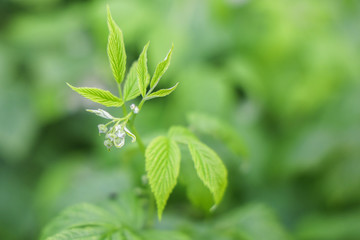 Green natural freshness and flora background
