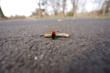 Woolly caterpillar crossing the road 